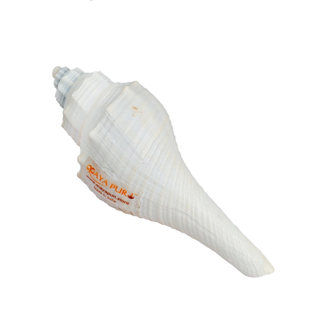 MAYAPURI Natural Conch Shell with Stand for Pooja, Decoration and Aquarium Home Mandir & Pooja Articles(Pack of 1)