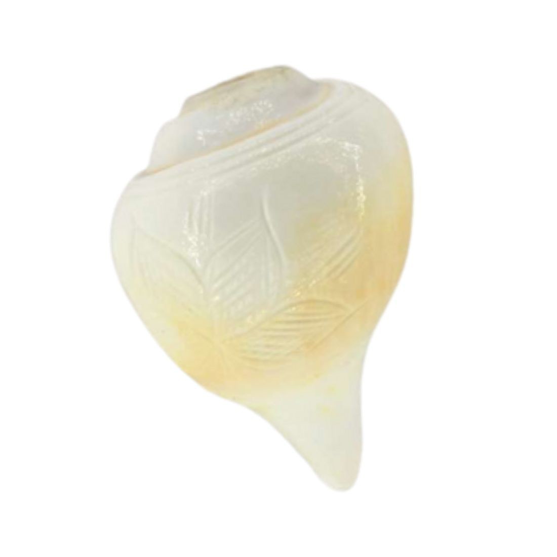 Blowing Shankh for Pooja Original Conch Shell, Size: 3.5 inches (Small)