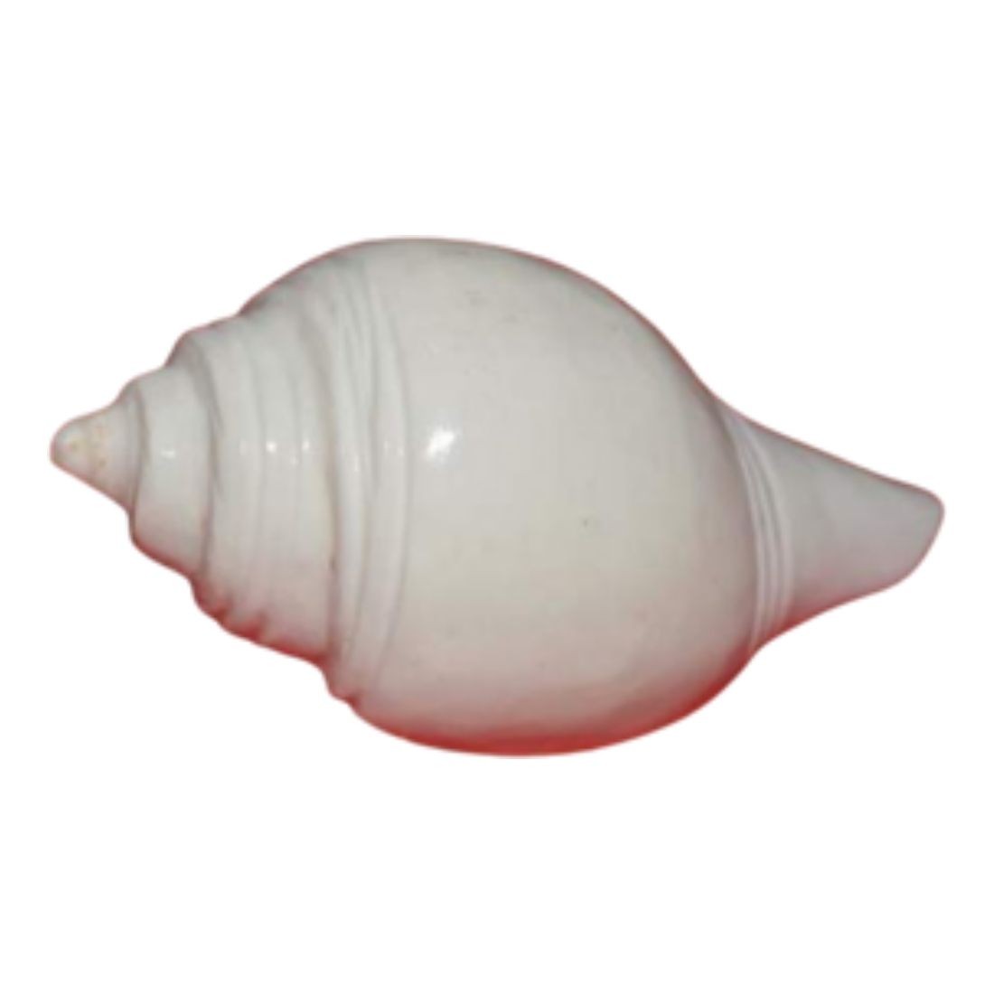 MAYAPURI Pooja Jal Shankha | Original Conch Shell, Puja Jal Shankh